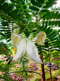 Sesbania Grandiflora Original White 10 Seeds, Hummingbird Tree Edible Agati Flowering Plants