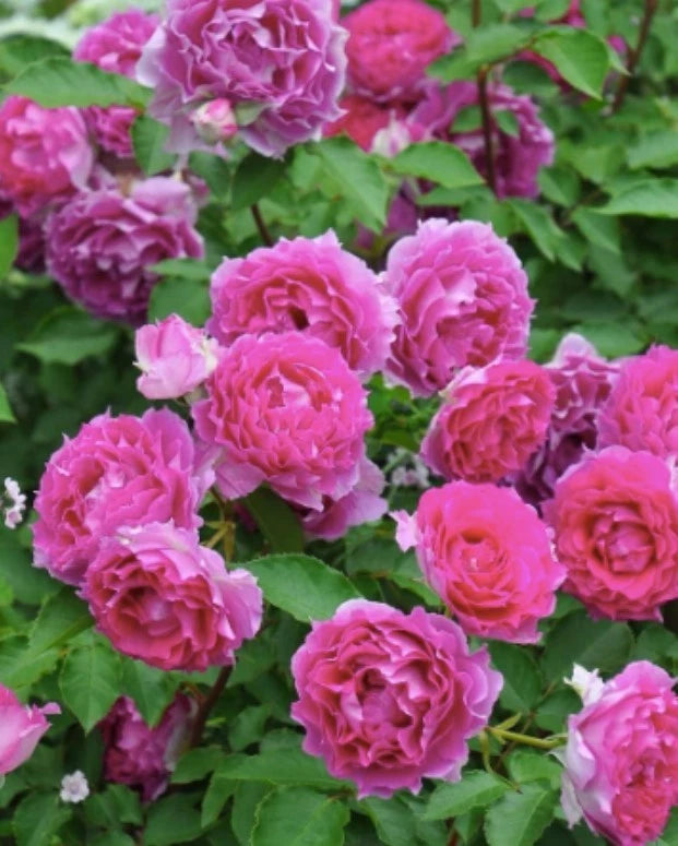 Sheherazad Rose Seeds - Pack 30 Seeds - Rose Flower Gardening Garden Plants