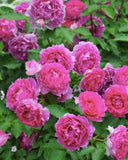 Sheherazad Rose Seeds - Pack 30 Seeds - Rose Flower Gardening Garden Plants