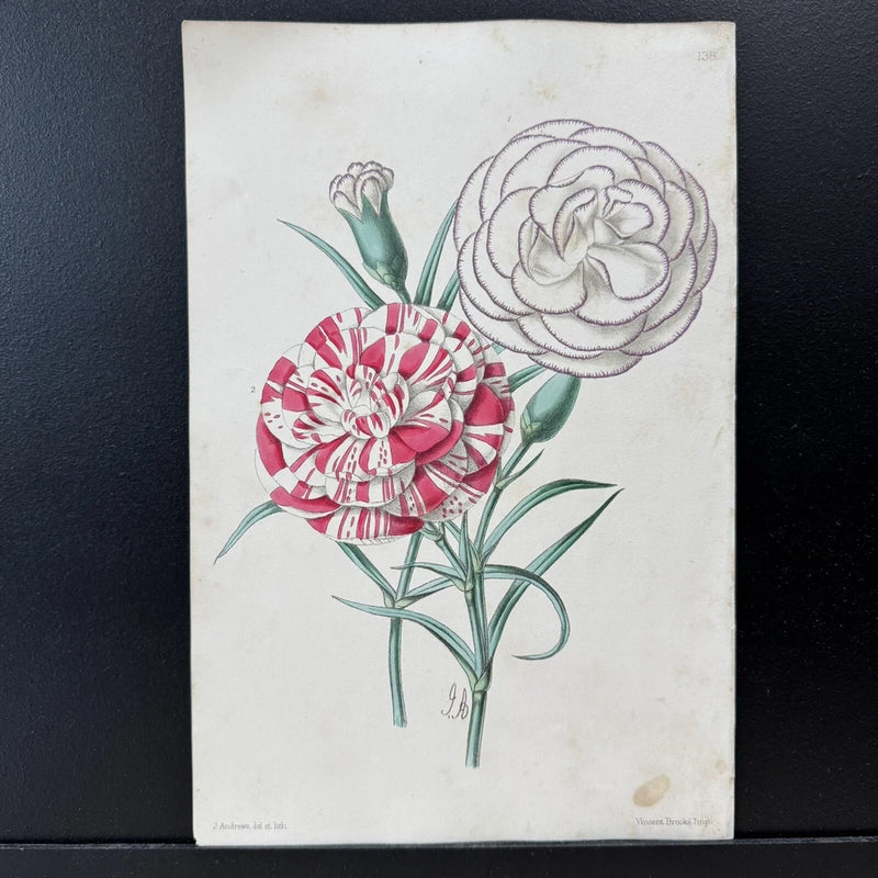 Antique hand-colored botanical print on off-white paper with pink striped and purple flowers