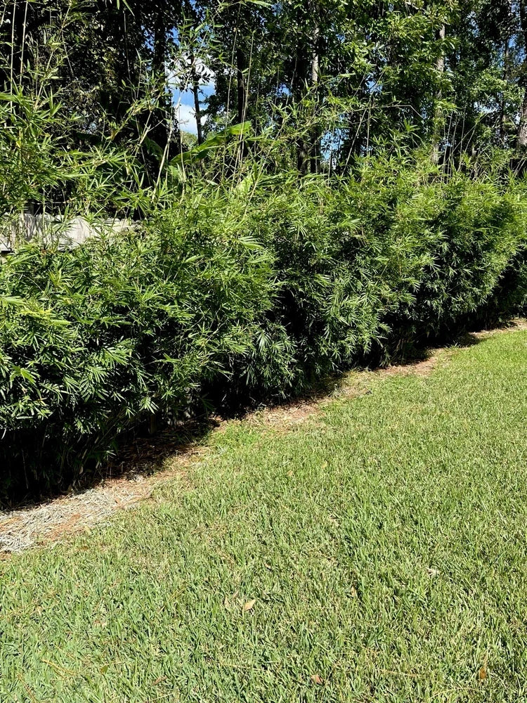 Bambusa multiplex - Green Hedge Clumping Bamboo Plant - 1 Division -non Invasive Green Plant