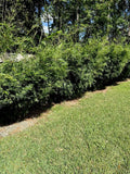 Bambusa multiplex - Green Hedge Clumping Bamboo Plant - 1 Division -non Invasive Green Plant