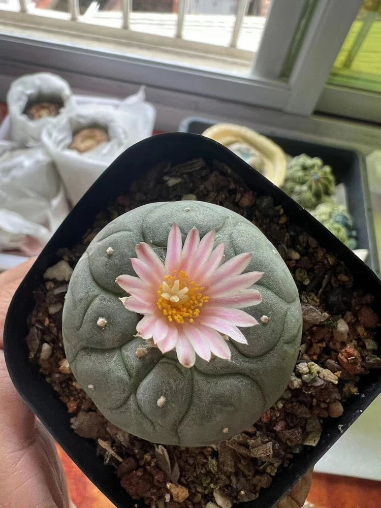 Small potted cactus succulent with gray-green body and pink flower in black pot