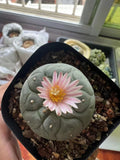 10pcs Succulent cactus Plant home potted Garden beautiful cacti Plants 3-5cm Garden Plants