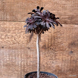 D7338 AEONIUM ARBOREUM pot10-H22-W11 cm MaMa Cactus Green Plant