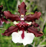 Onc. Sharry Baby ÔSweet FragranceÕ (Chocolate Scent) Orchids
