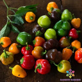 25+ Mini Bell Blend Sweet Pepper Seeds for Garden - USA - FREE SHIPPING! Garden Plants