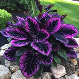 25+ Seeds Purple Tip Calathea Couture Flower Indoor or Outdoor Beautiful Plant Garden Plants