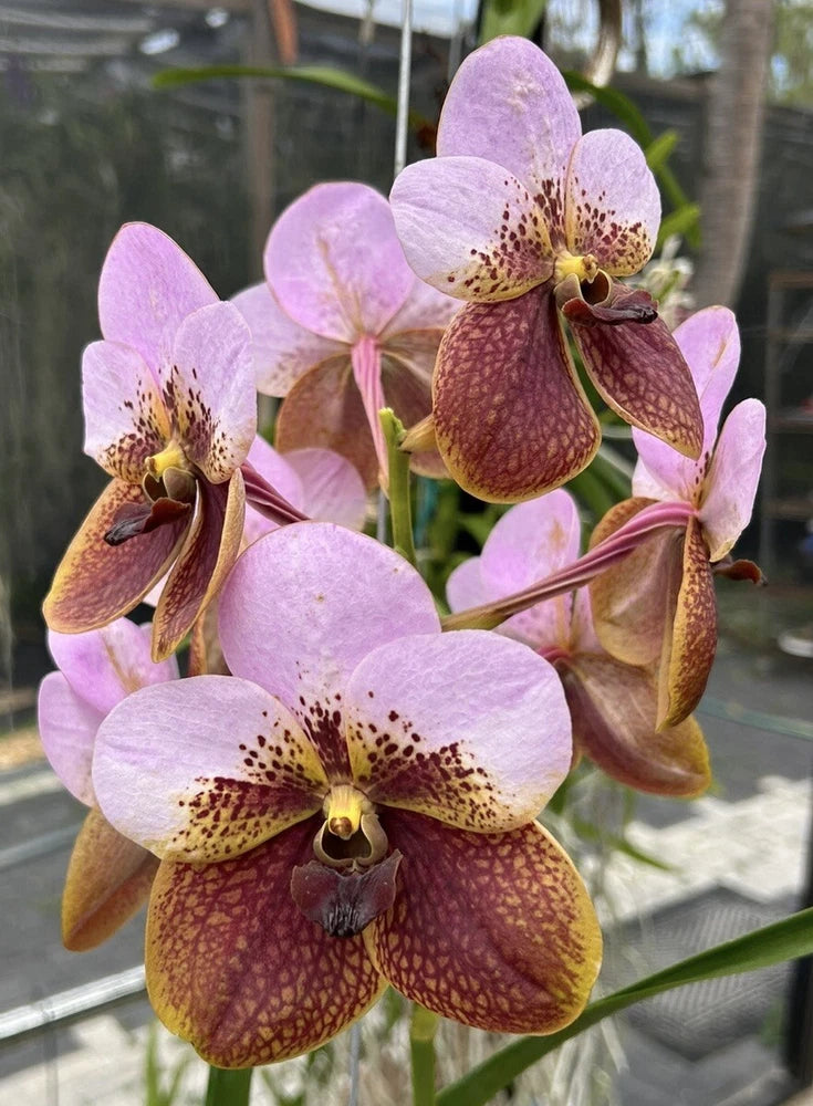 Large Vanda sanderiana orchid with purple and maroon speckled flowers on stems