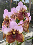 Vanda sanderiana Species LARGE Plant  BS Orchid Orchids
