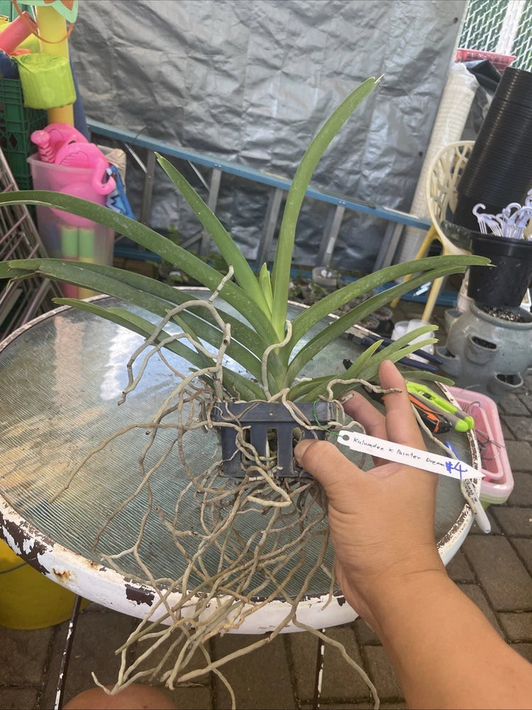 Vanda Kulwadee X Painter Dream #4, Flowering Size Orchid Plant, RARE Orchids