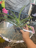 Vanda Kulwadee X Painter Dream #4, Flowering Size Orchid Plant, RARE Orchids