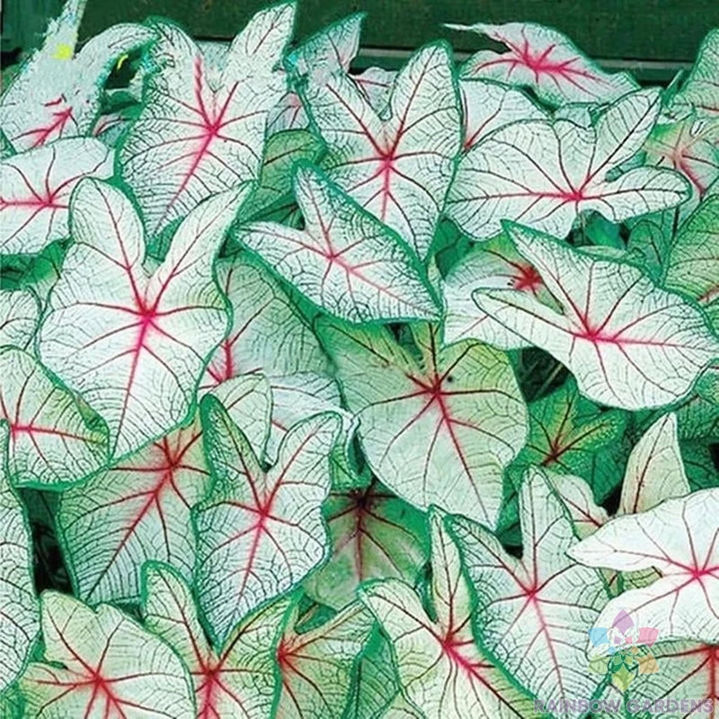 25+ Green White Red Coleus Seeds for Garden Planting - USA - FREE SHIPPING! Garden Plants