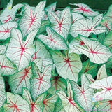 25+ Green White Red Coleus Seeds for Garden Planting - USA - FREE SHIPPING! Garden Plants
