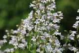 1000 WHITE FOXGLOVE BEARDTONGUE Penstemon Digitalis Flower Seeds Flowering Plants