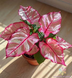25+ Pink Edged Coleus Seeds for Garden Planting - USA - FREE SHIPPING! Garden Plants