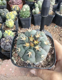 5CM RareSucculent Plant Cactus Gymnocalycium spegazzinii WYSIWYG Boutique Garden Green Plant