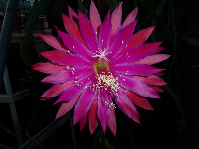 Pink and purple Epiphyllum orchid flower with bright center and visible stamens