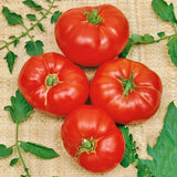 Boxcar Willie Tomato Heirloom Vegetable Seeds Red Fruit USA Grown Fast Garden Plants