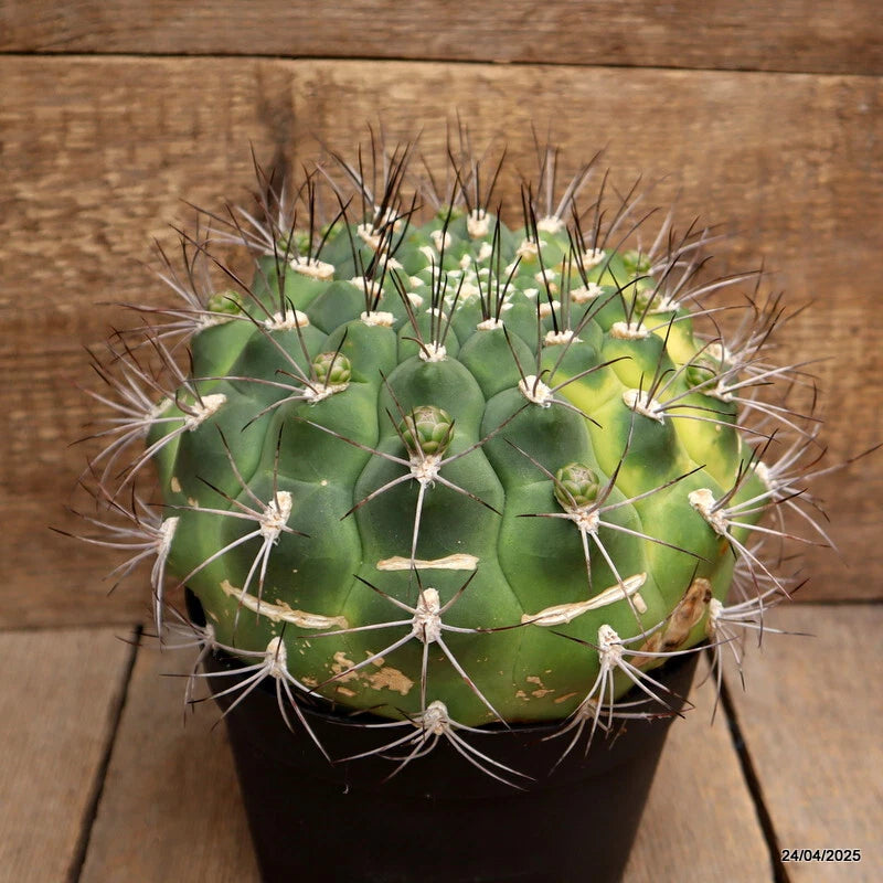 D3853 GYMNOCALYCIUM SAGLIONIS VARIEGATED pot18-H14-W20 cm MaMa Cactus Green Plant