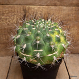 D3853 GYMNOCALYCIUM SAGLIONIS VARIEGATED pot18-H14-W20 cm MaMa Cactus Green Plant