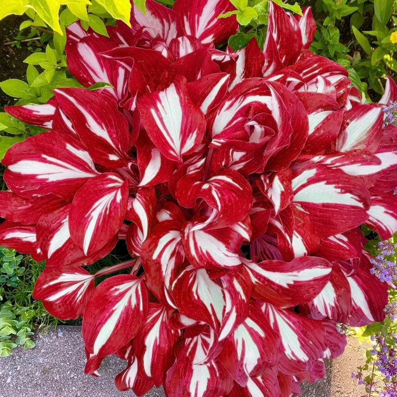 Red and White Hosta Seeds for Planting, 200PCS Rare Colored Perennial Flower Lily