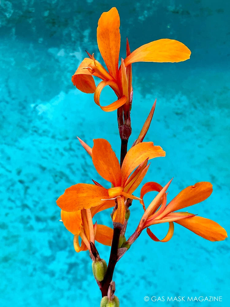 Live canna lily with orange trumpet blooms and purple-tinted leaves