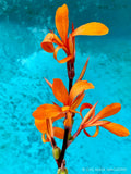 Intrigue Canna Lily Live Plant Rhizome, Orange Bloom Purple Foliage Lily