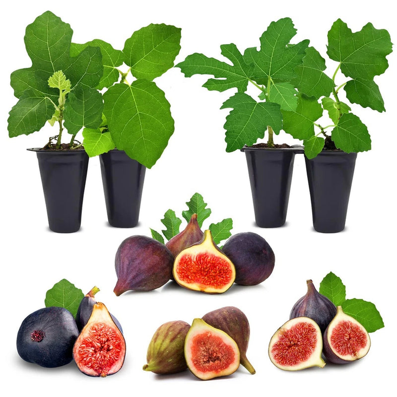 Fig Tree.  Set of 4 starter plants. Green Plant
