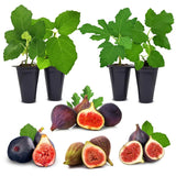 Fig Tree.  Set of 4 starter plants. Green Plant