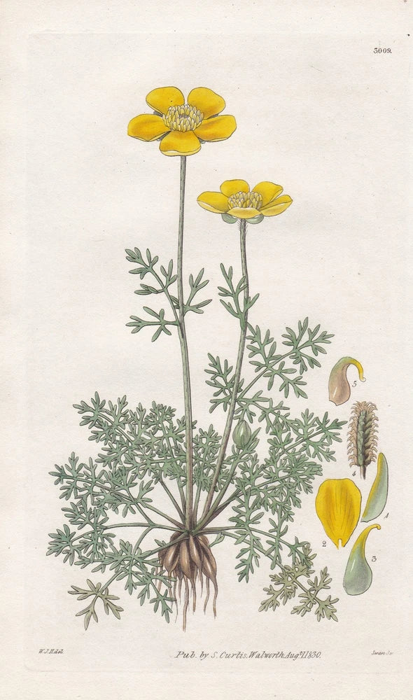 Ranunculus millefoliatus botany flower botany engraving copperplate Curtis 3009 Ranunculus