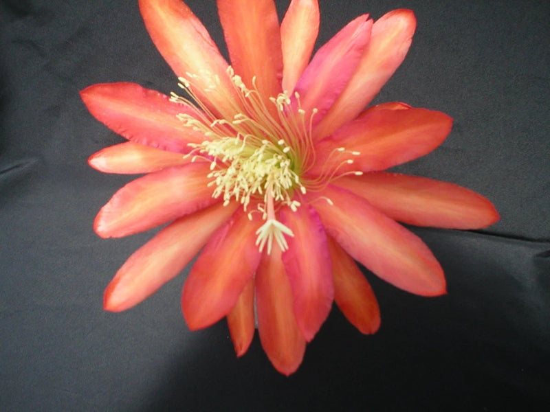 Orchid cactus flower with coral-orange petals and pale yellow center