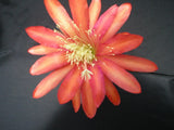 Epiphyllum, Orchid Cactus, " NEWPORT  ", Don's Quart pots MAR/3 Orchids