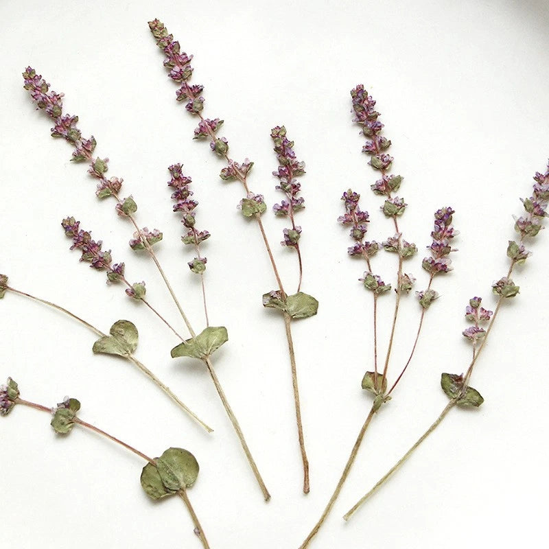 Pressed dried lavender flowers with small green leaves and stems, 12-piece craft set