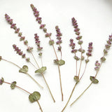 12PCS Pressed Dried Lavender flower with leaves and Stem for art Craft FSS74 Dried Flower