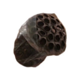 Dried Lotus Pods W/Stem  For Floral Arrangements Dried Flower