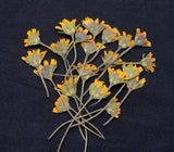 Yellow Pressed Flowers with Stems for Resin & Card Making - 20/50/100 Flowers Dried Flower