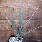 D2259 DRACAENA SERRULATA pot10-H36-W17 cm MaMa Cactus Green Plant