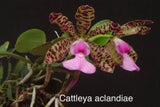 Orchid live Species Cattleya aclandiae - bare root Orchids