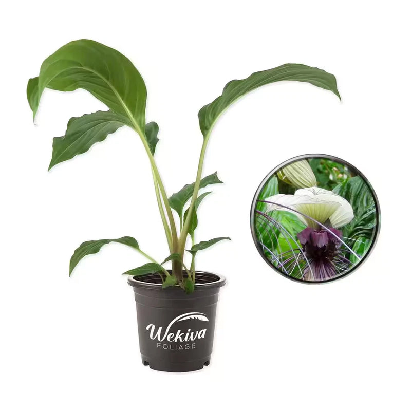 Live bat flower plant in dark pot with green leaves, 4 in size