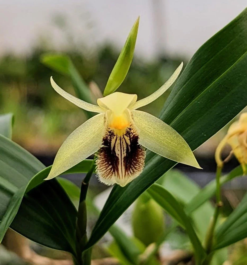 Orchid Species Coelogyne fimbriata 'Mini'. Blooming Sized Plants Flowering Plants