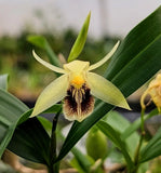 Orchid Species Coelogyne fimbriata 'Mini'. Blooming Sized Plants Flowering Plants