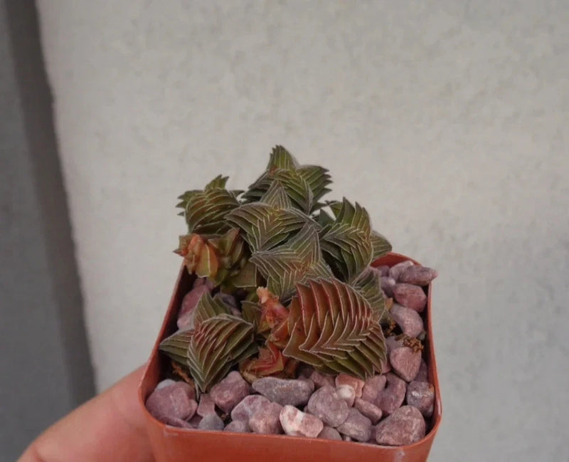 Small cluster succulent in red pot with layered green leaves and purple stone mulch