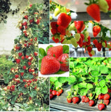 250+ Red Climbing Strawberry Seeds Everbearing Fruit Plant Home Garden Sweet JWL Garden Plants