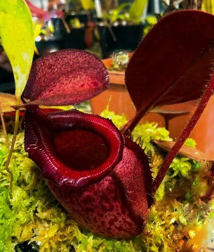 Nepenthes Rajah __ EXTREMELY RARE NEPENTHES _ MAGNIFICENT PITCHERS _ Fresh Seeds Green Plant