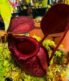 Nepenthes Rajah __ EXTREMELY RARE NEPENTHES _ MAGNIFICENT PITCHERS _ Fresh Seeds Green Plant
