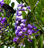 10 TEXAS Mountain LAUREL Sophora Secundiflora Mescal Tree Purple Flower Seeds Flowering Plants