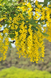 25 SIBERIAN PEASHRUB Caragana Arborescens Peatree Yellow Flower Legume Vegetable Flowering Plants