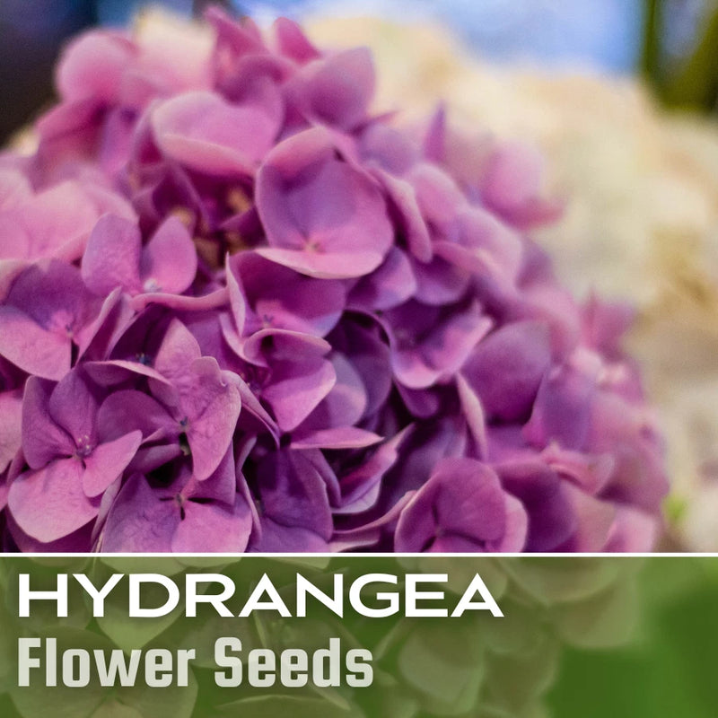 Bouquet Rose Hydrangea Seeds 85 or 250 Seeds Flower, Flower Seeds, Non GMO Hydrangea