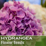 Bouquet Rose Hydrangea Seeds 85 or 250 Seeds Flower, Flower Seeds, Non GMO Hydrangea